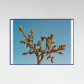 Joshua Tree Moon III Poster – plakat og kunsttryk