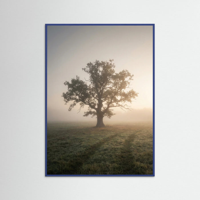 Blue Wood Misty Forest Road