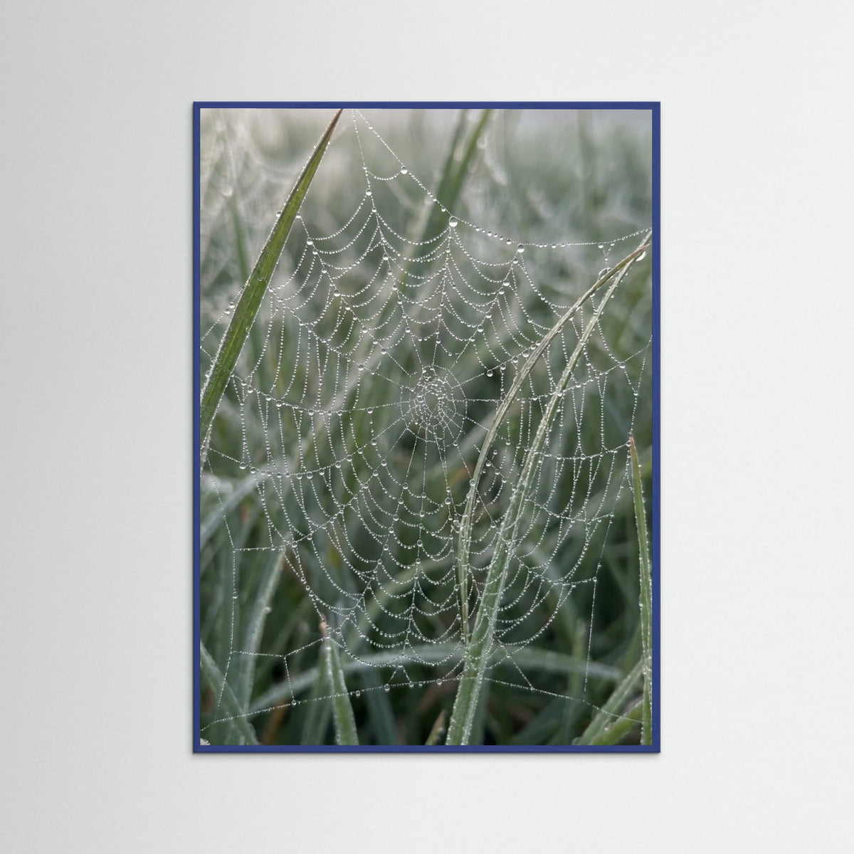 Blue Wood Morning Dew