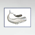 Poster Mother and Baby Sperm Whale – poster e stampa artistica