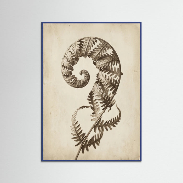 Blue Wood Seed Pod Study