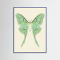 Blue Wood Silk Moth Specimen