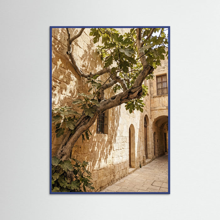 Blue Wood Sunlit Courtyard Olive