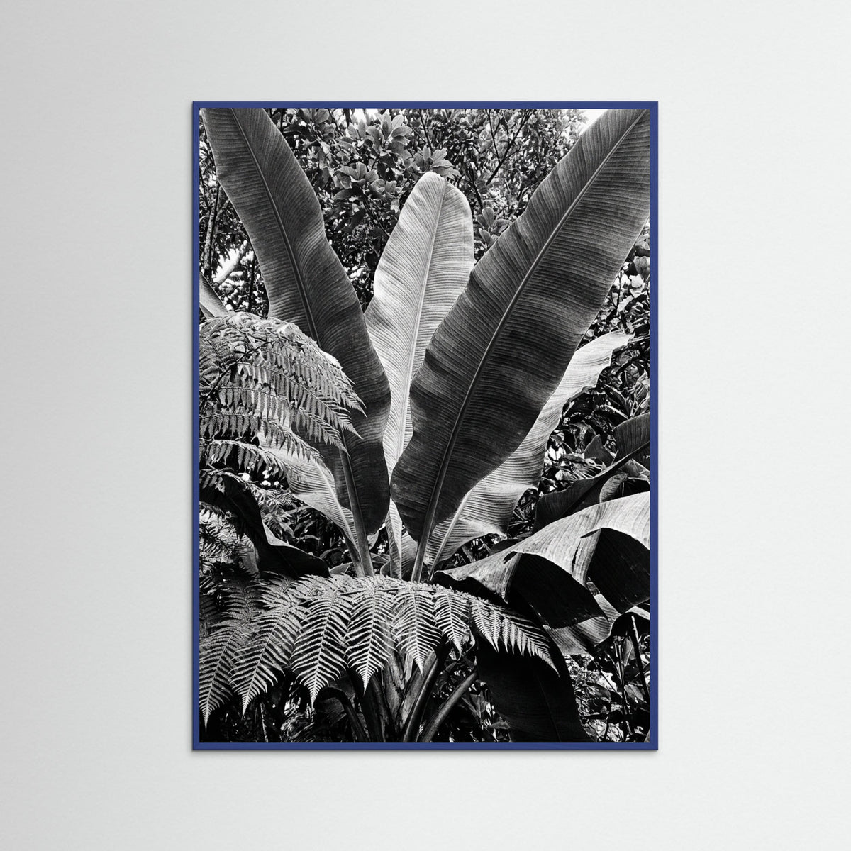 Blue Wood Tropical Canopy