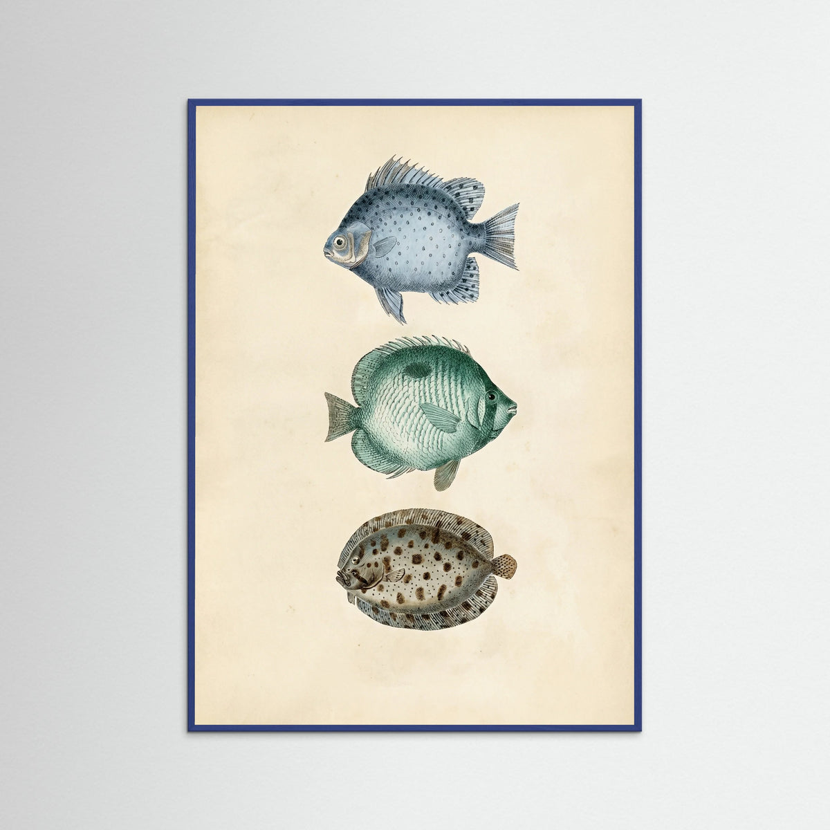 Blue Wood Vintage Ichthyology Studies