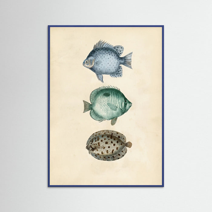Blue Wood Vintage Ichthyology Studies