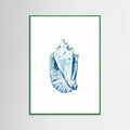 Blue Seashell On White Background No6 Poster – plakat og kunsttryk