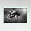 Green Wood Bucking Calf Ride Poster