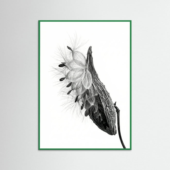 Green Wood Dandelion Flight