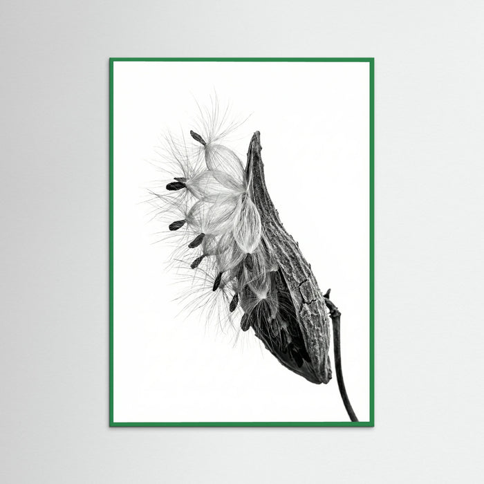 Green Wood Dandelion Flight