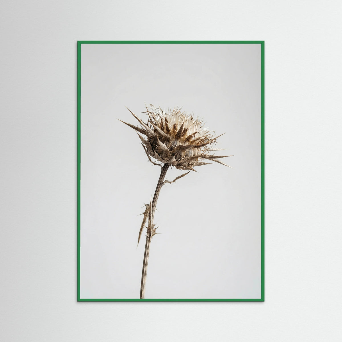 Green Wood Dried Umbel Study