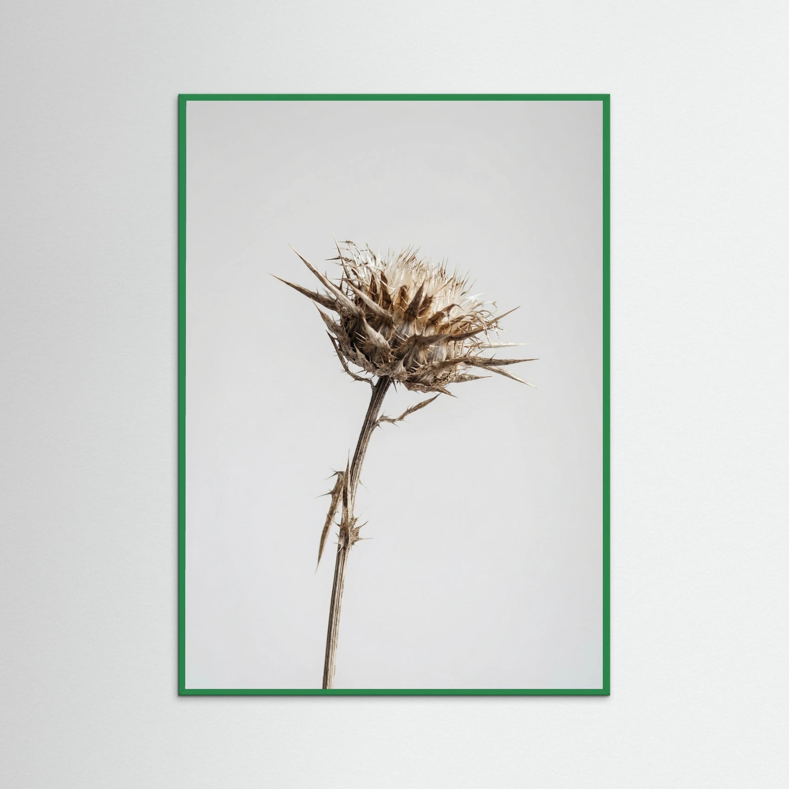 Green Wood Dried Umbel Study