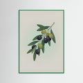 Green Wood Fig Branch in Vase