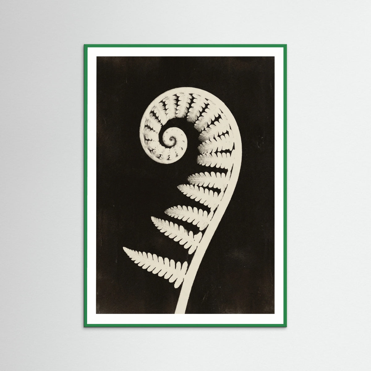 Green Wood Goldenrod Specimen