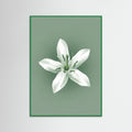 Green Wood Green Coffee Serenity