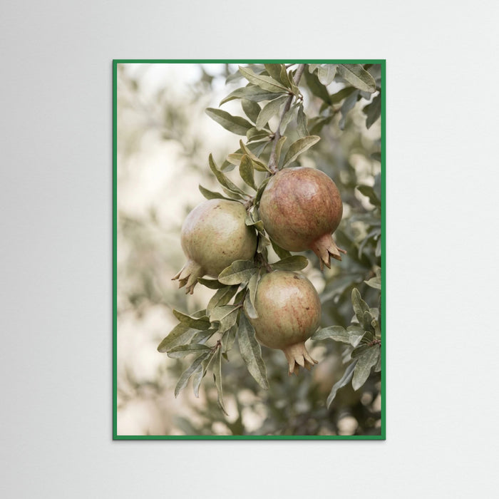 Green Wood Green Olives