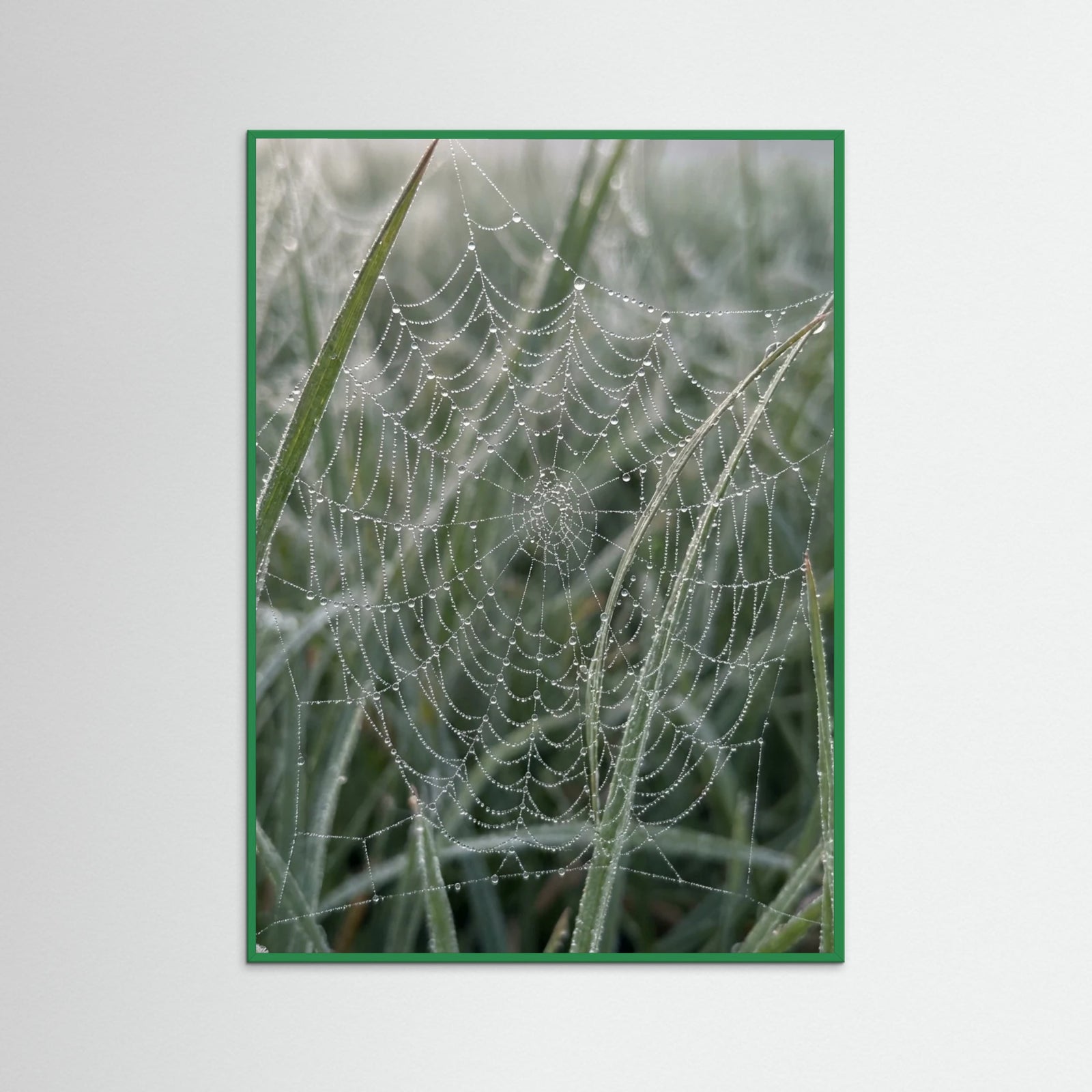 Green Wood Morning Dew