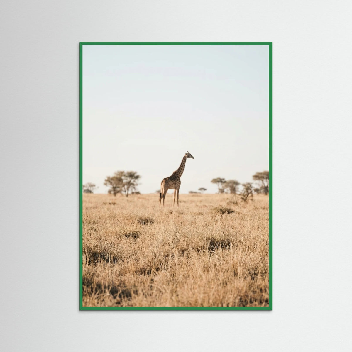 Green Wood Savannah Solitude