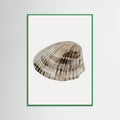 Poster Seashell – poster e stampa artistica