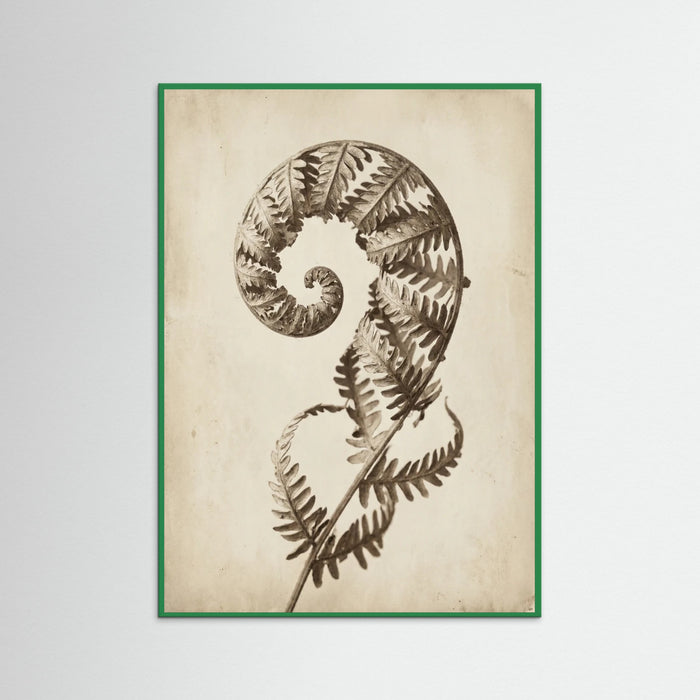 Green Wood Seed Pod Study