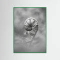 Green Wood Solitary Bloom