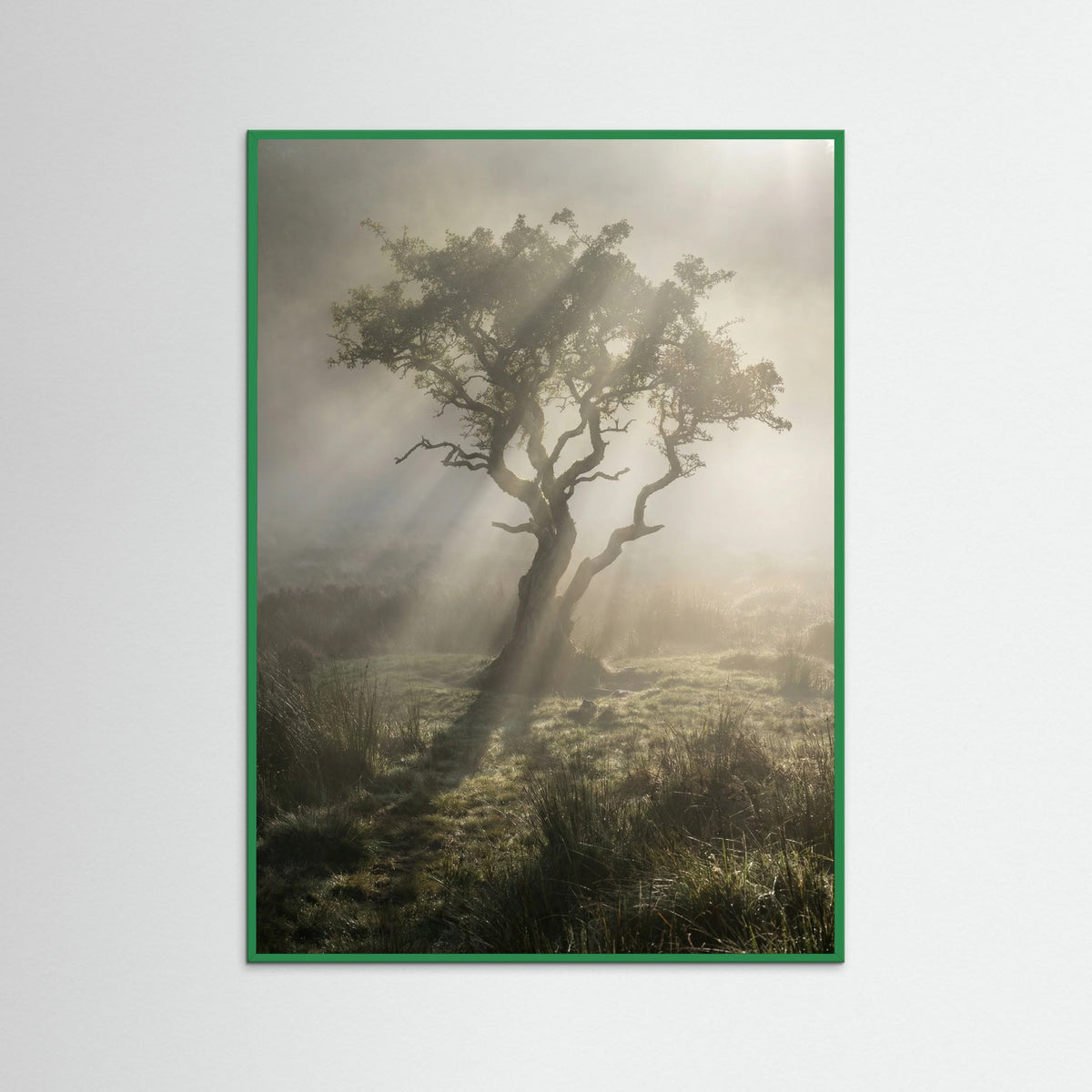 Green Wood Sunlit Woods