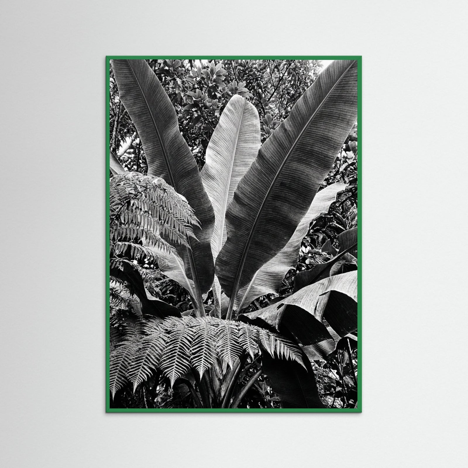 Green Wood Tropical Canopy