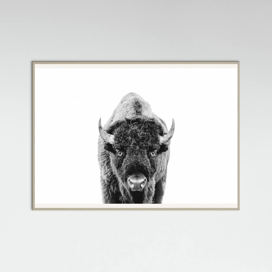 Póster Bison Bw – póster e impresión artística