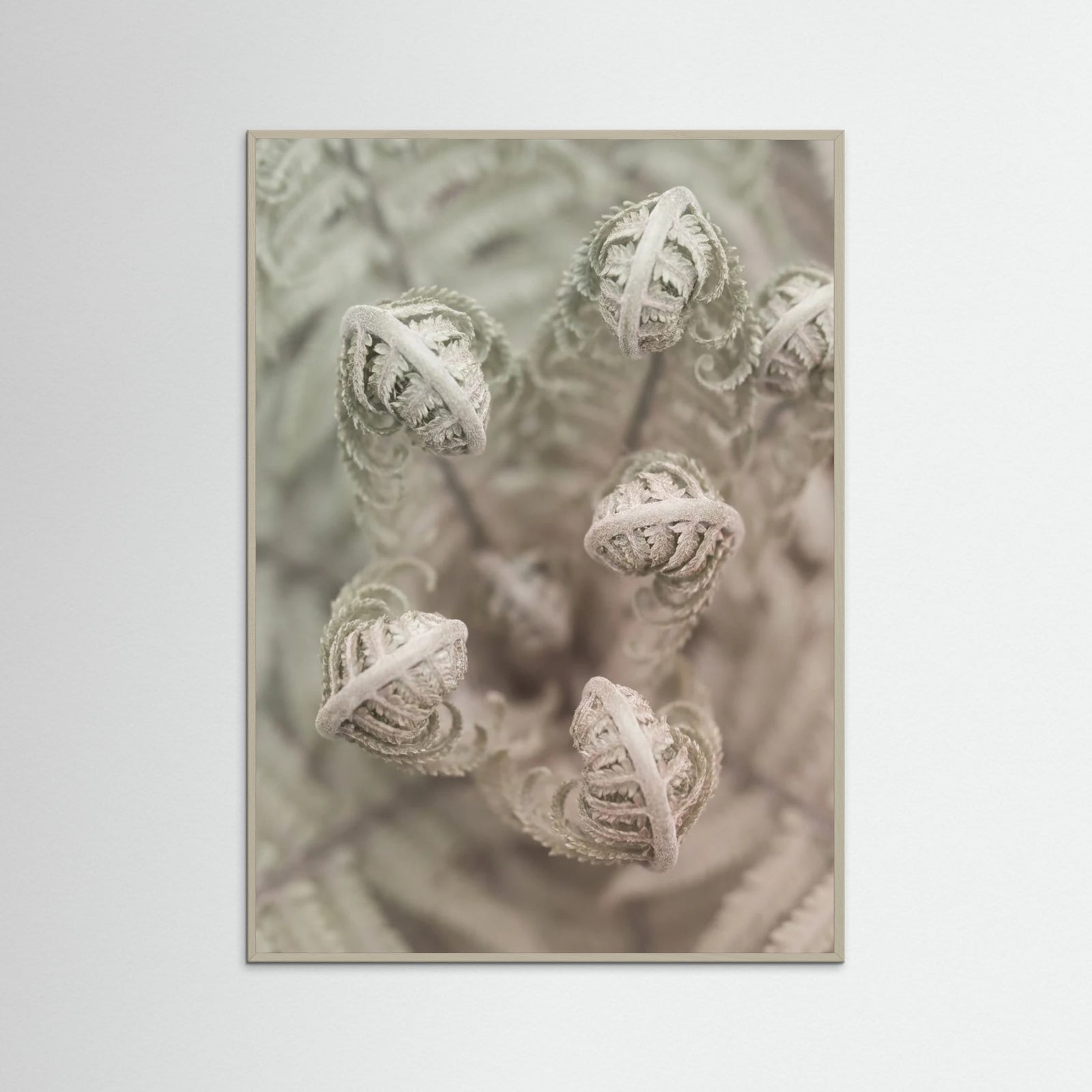 Grey Wood Blushing Petals