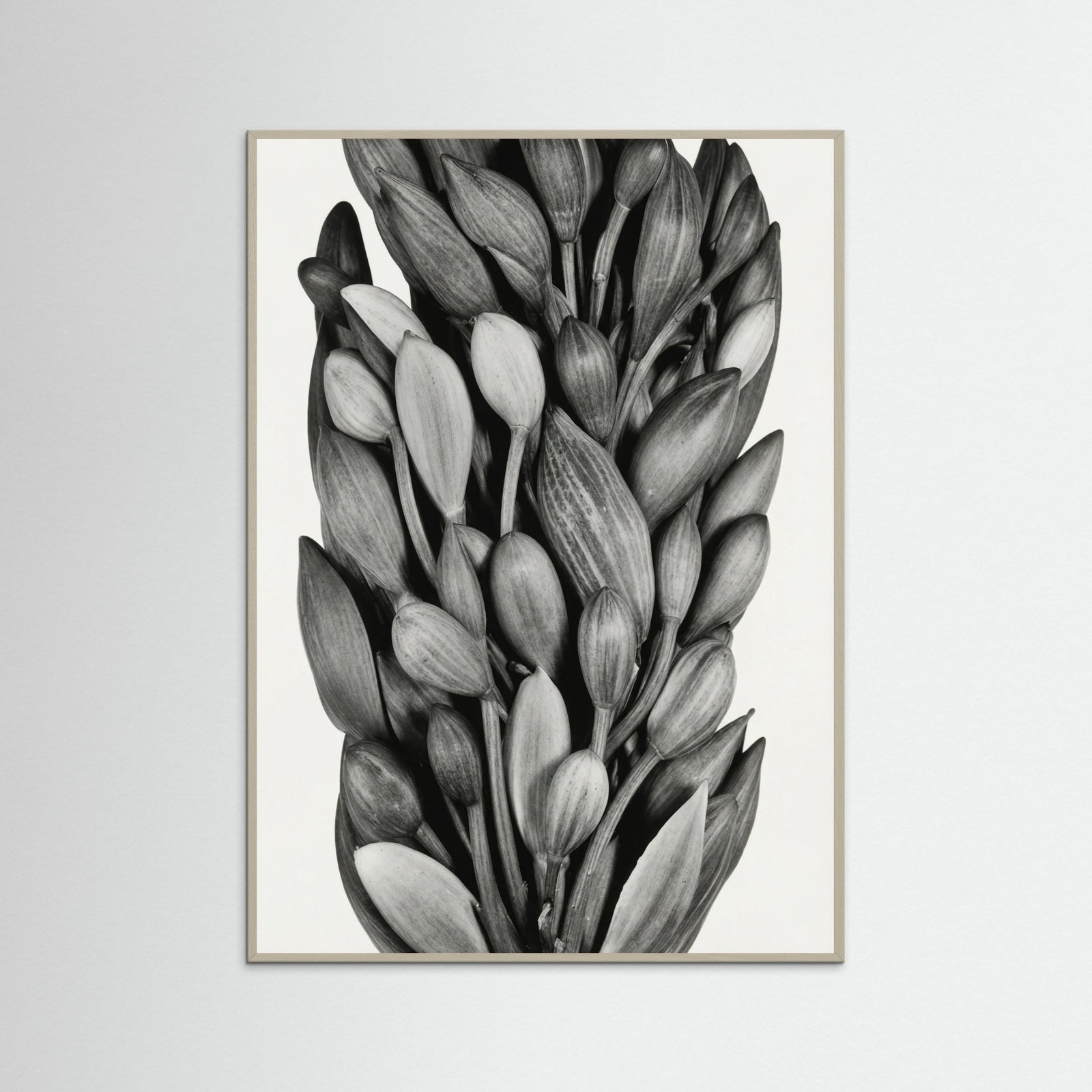 Grey Wood Budding Forms