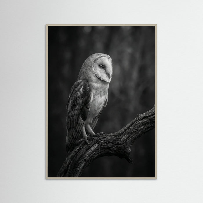 Grey Wood Contrasting Companions