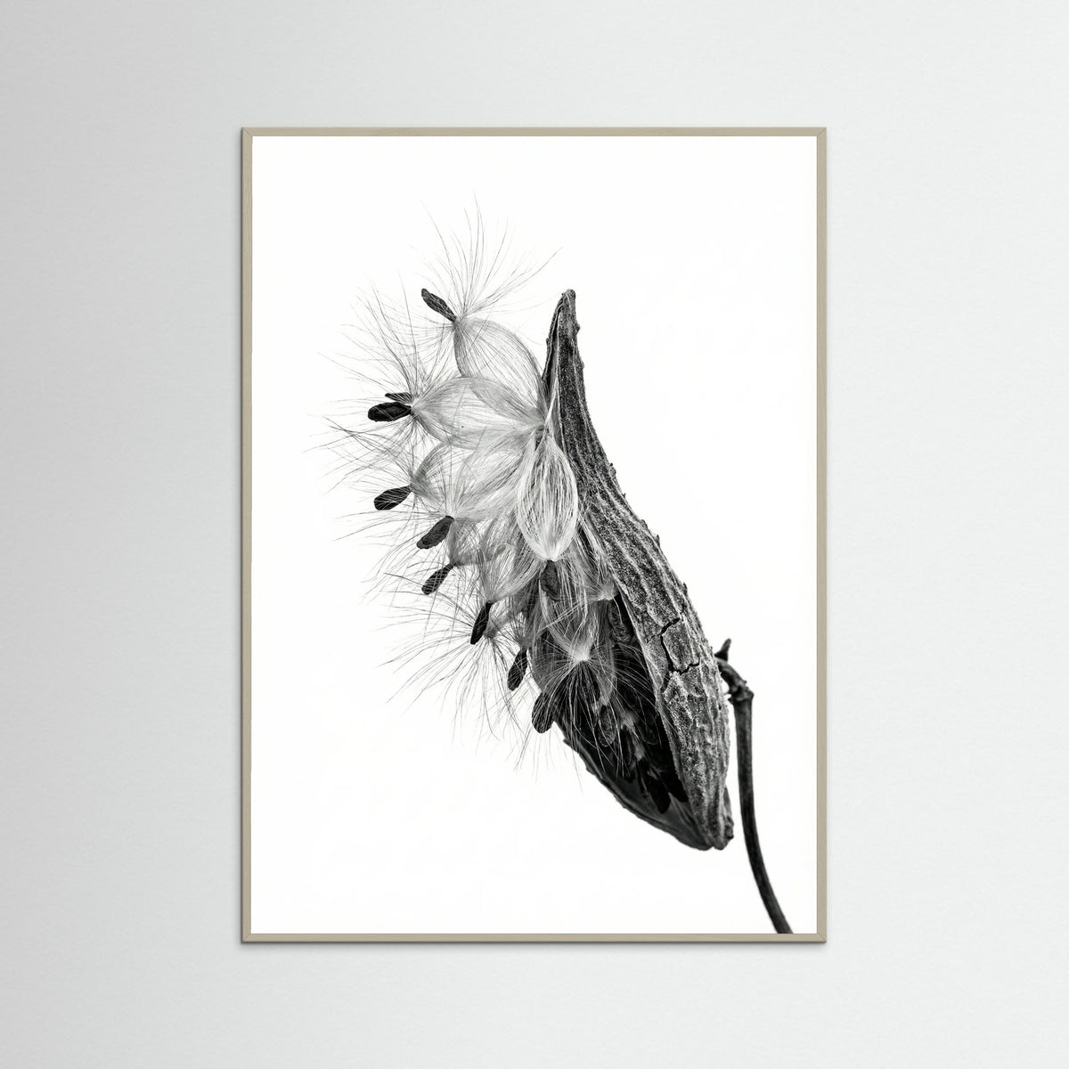 Grey Wood Dandelion Flight