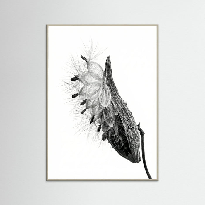 Grey Wood Dandelion Flight