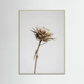 Grey Wood Dried Umbel Study