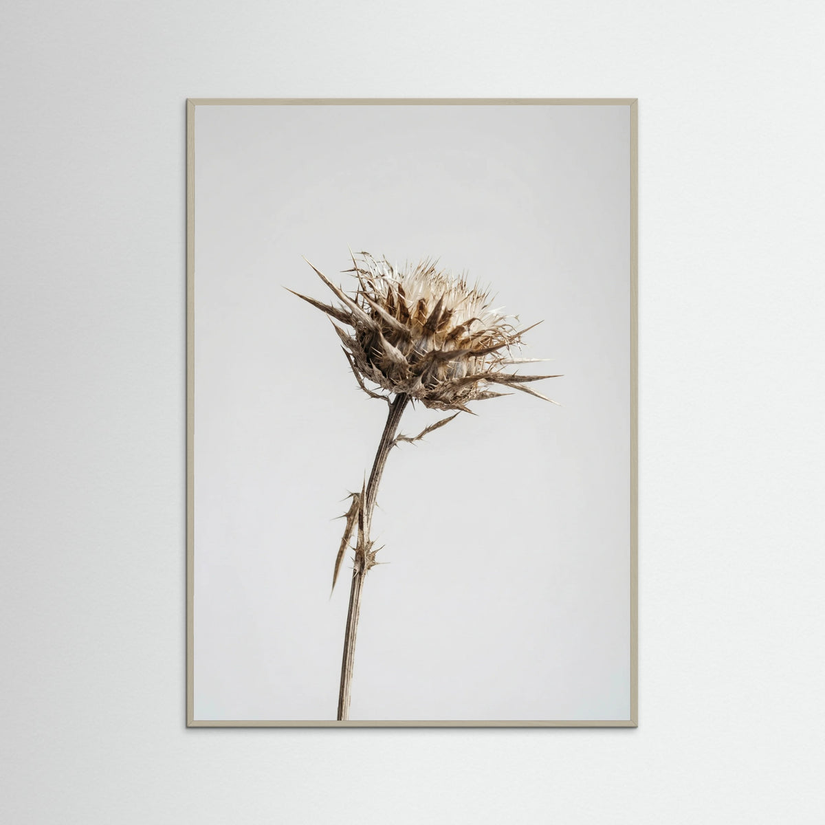 Grey Wood Dried Umbel Study