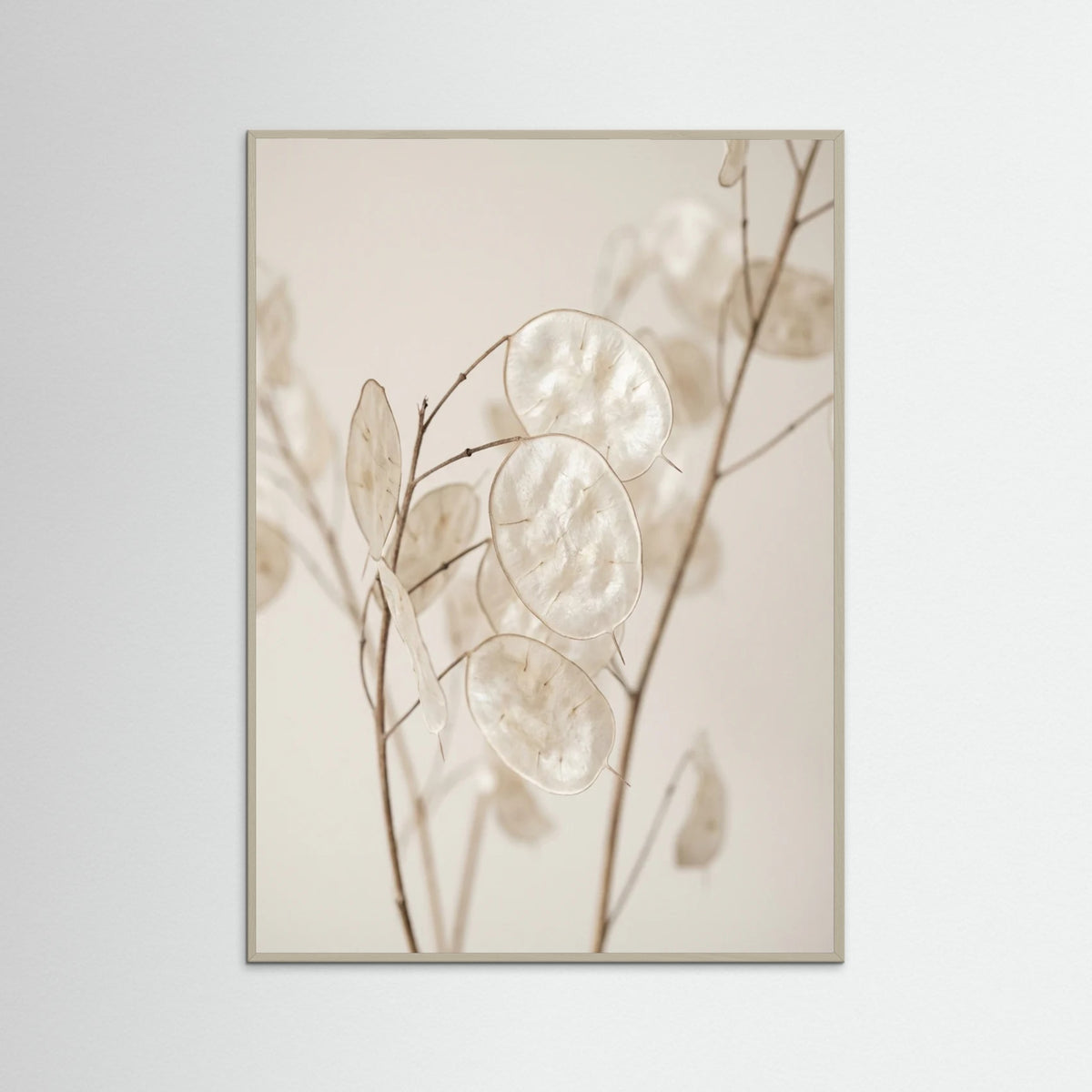 Grey Wood Ethereal Plumes