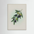 Grey Wood Fig Branch in Vase