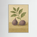 Grey Wood Fig study