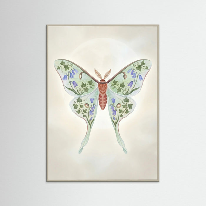 Grey Wood Floral Moth Study