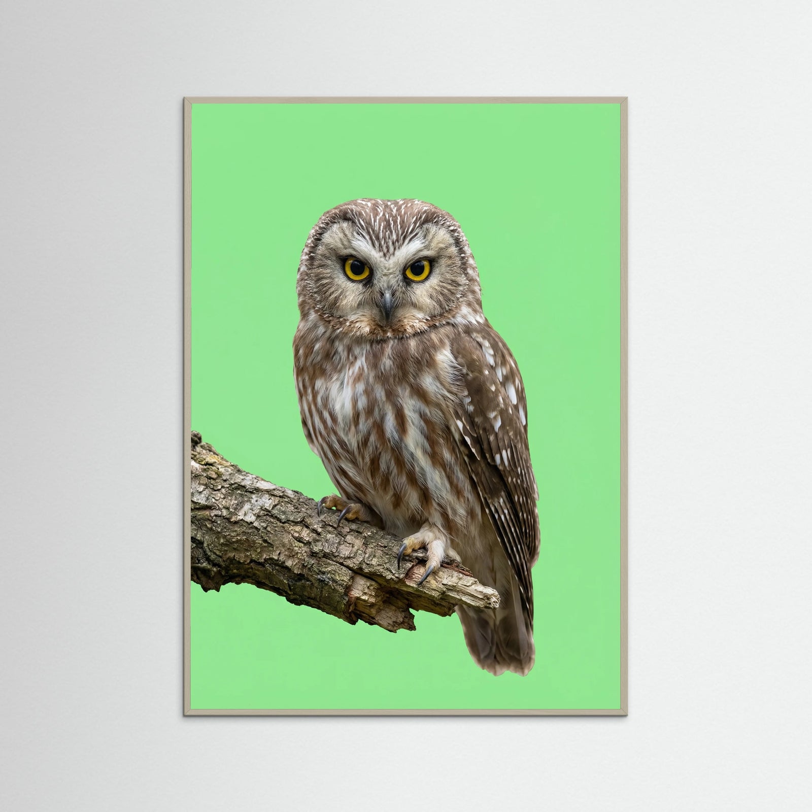 Grey Wood Friendly Roar