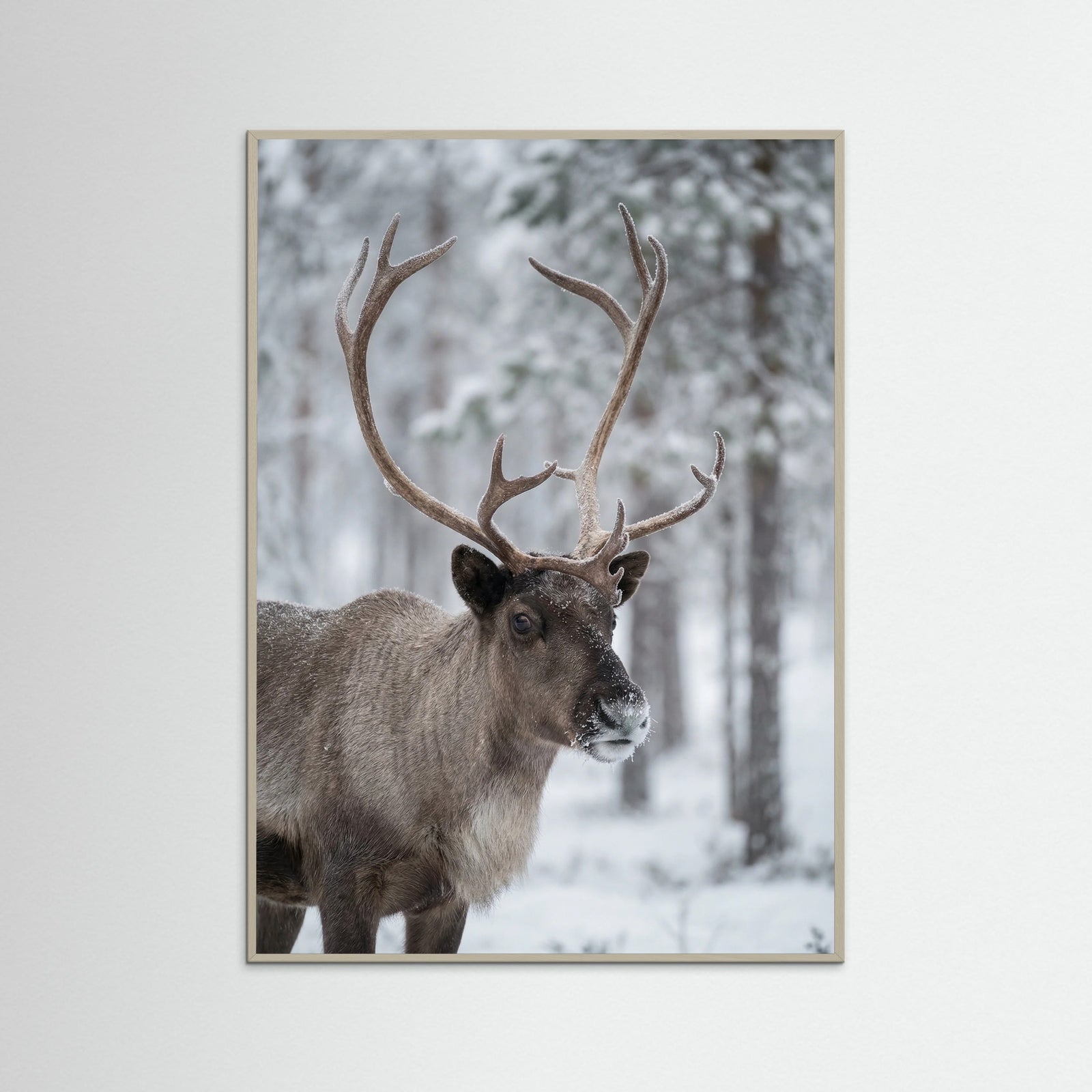 Grey Wood Frosty Highlands