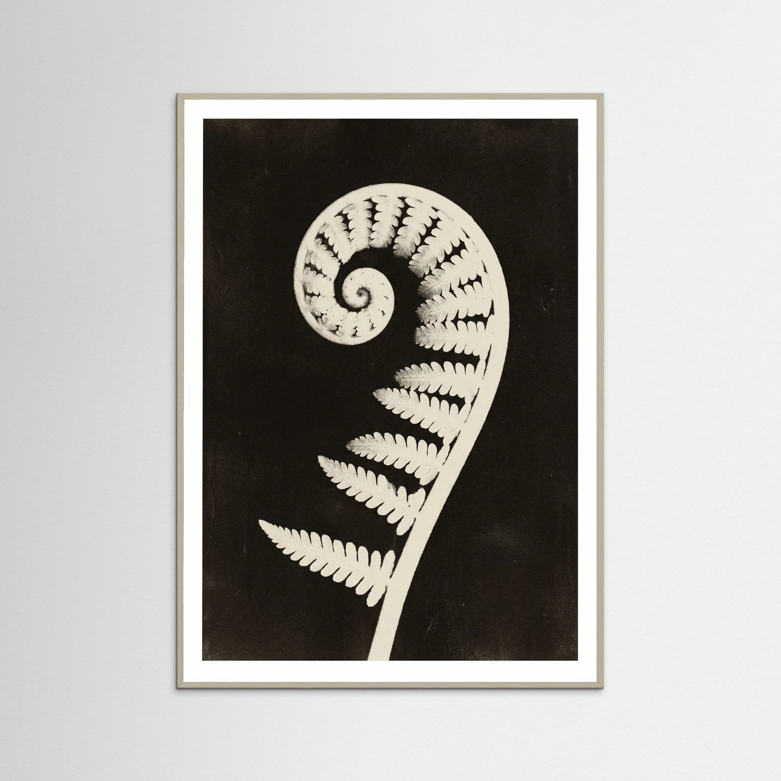 Grey Wood Goldenrod Specimen