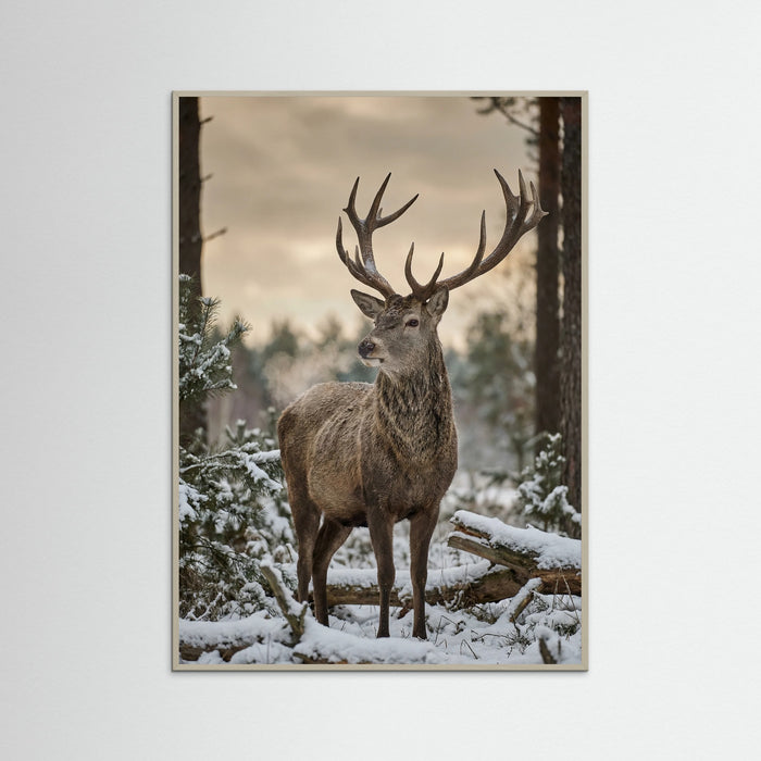 Grey Wood Highland Winter