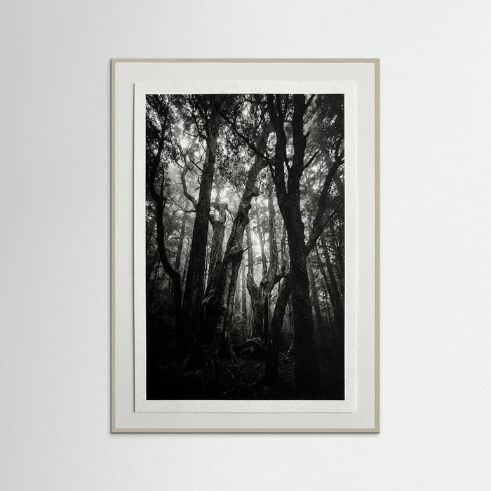 Grey Wood Monolith Coast