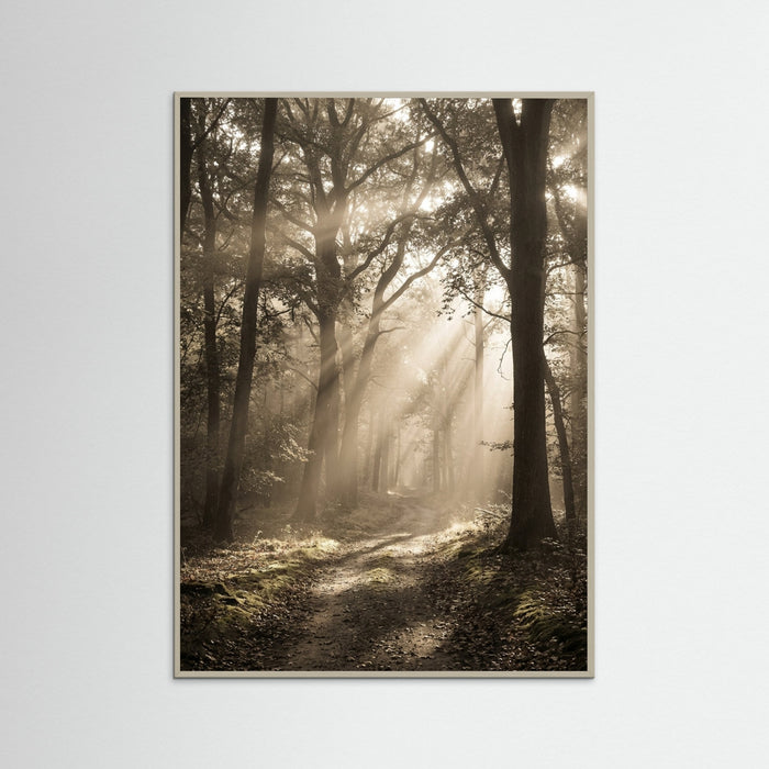 Grey Wood Morning Radiance