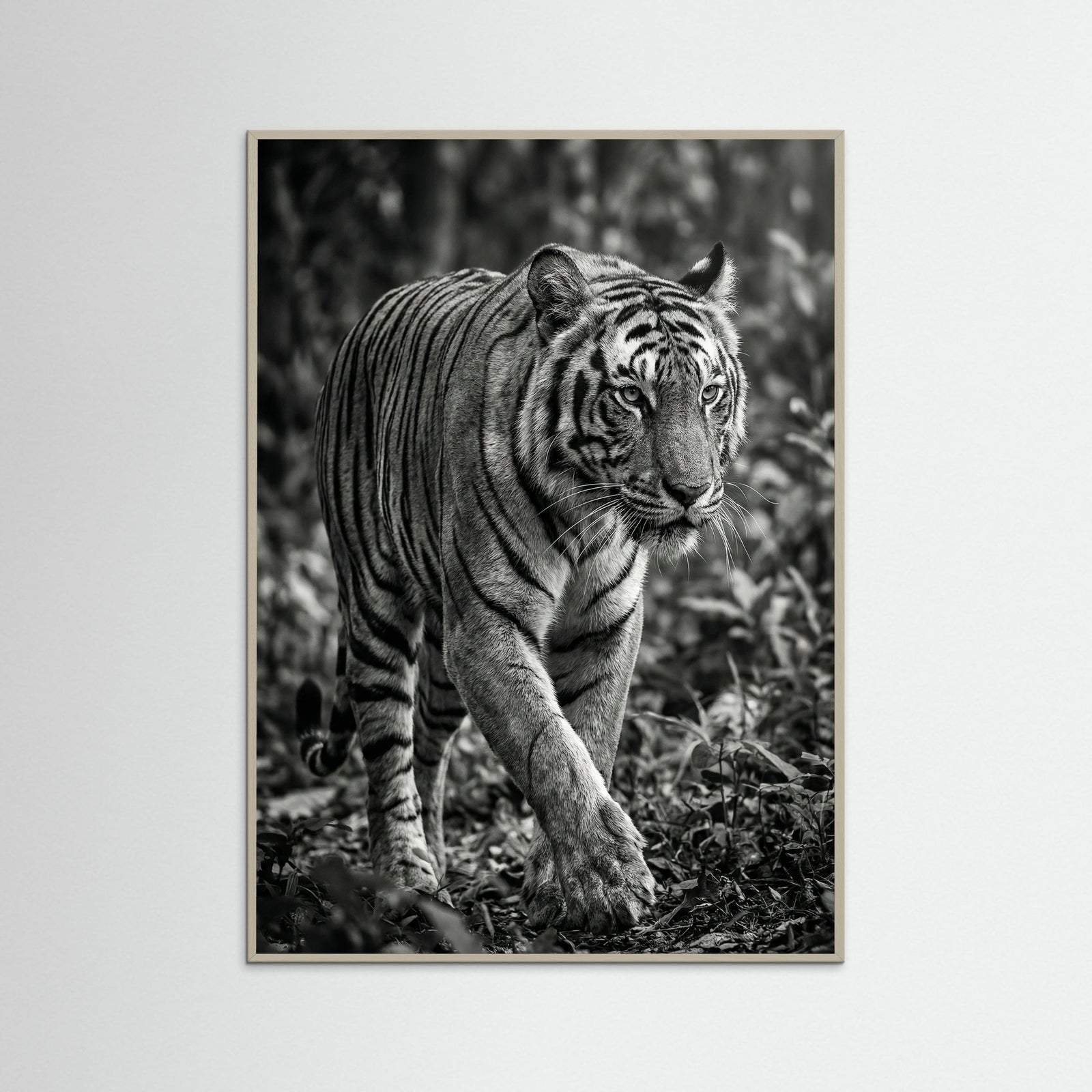 Grey Wood Regal Gaze