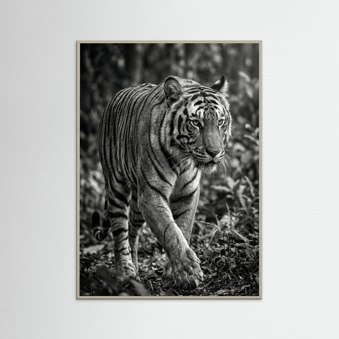 Grey Wood Regal Gaze