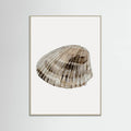Poster Seashell – poster e stampa artistica
