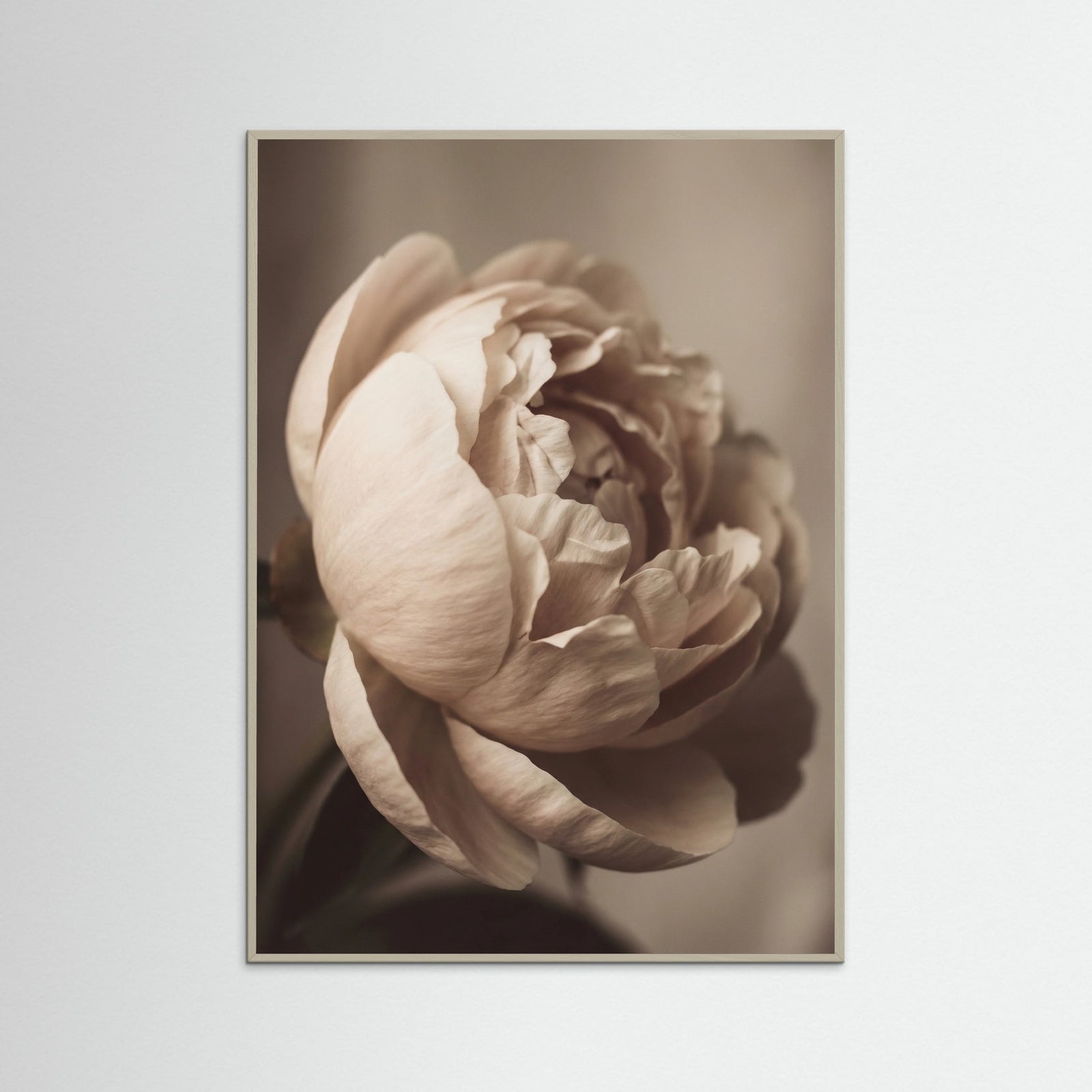 Grey Wood Soft Rose Embrace