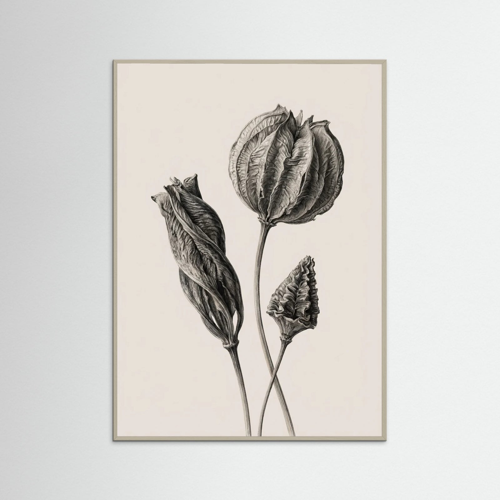 Grey Wood Solitary Bloom